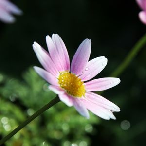 Preview wallpaper flower, petals, pollen, drops, pink, macro