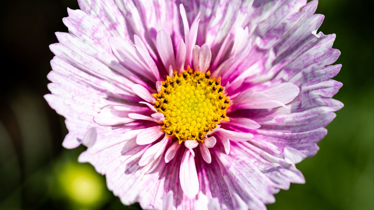 Wallpaper flower, petals, pollen, macro, purple, yellow