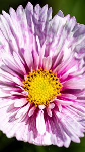 Preview wallpaper flower, petals, pollen, macro, purple, yellow