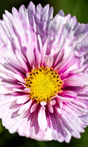 Preview wallpaper flower, petals, pollen, macro, purple, yellow