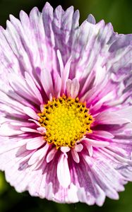 Preview wallpaper flower, petals, pollen, macro, purple, yellow