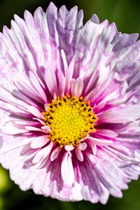 Preview wallpaper flower, petals, pollen, macro, purple, yellow