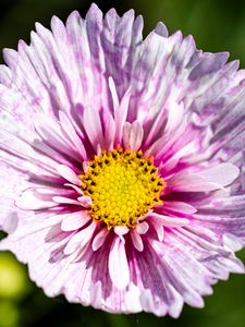 Preview wallpaper flower, petals, pollen, macro, purple, yellow
