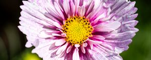 Preview wallpaper flower, petals, pollen, macro, purple, yellow
