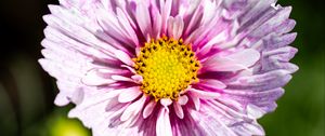 Preview wallpaper flower, petals, pollen, macro, purple, yellow