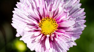 Preview wallpaper flower, petals, pollen, macro, purple, yellow
