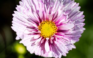 Preview wallpaper flower, petals, pollen, macro, purple, yellow