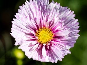 Preview wallpaper flower, petals, pollen, macro, purple, yellow