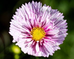 Preview wallpaper flower, petals, pollen, macro, purple, yellow
