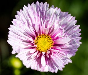 Preview wallpaper flower, petals, pollen, macro, purple, yellow