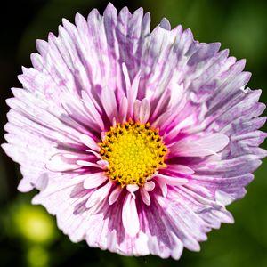 Preview wallpaper flower, petals, pollen, macro, purple, yellow