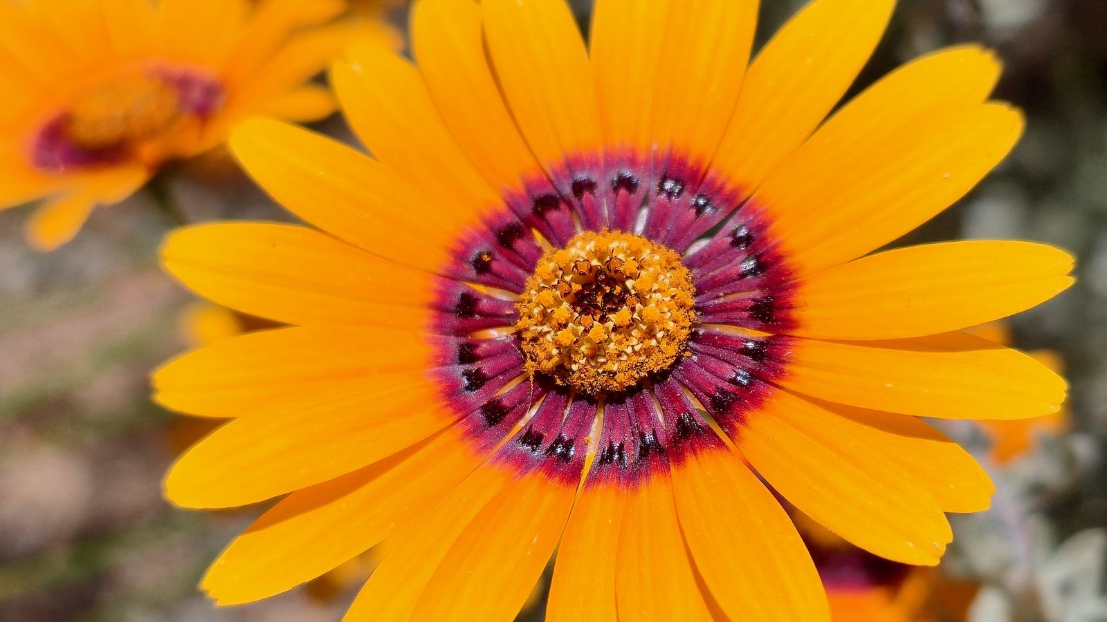 1600x900 Wallpaper flower, petals, pollen, yellow, bright, blur