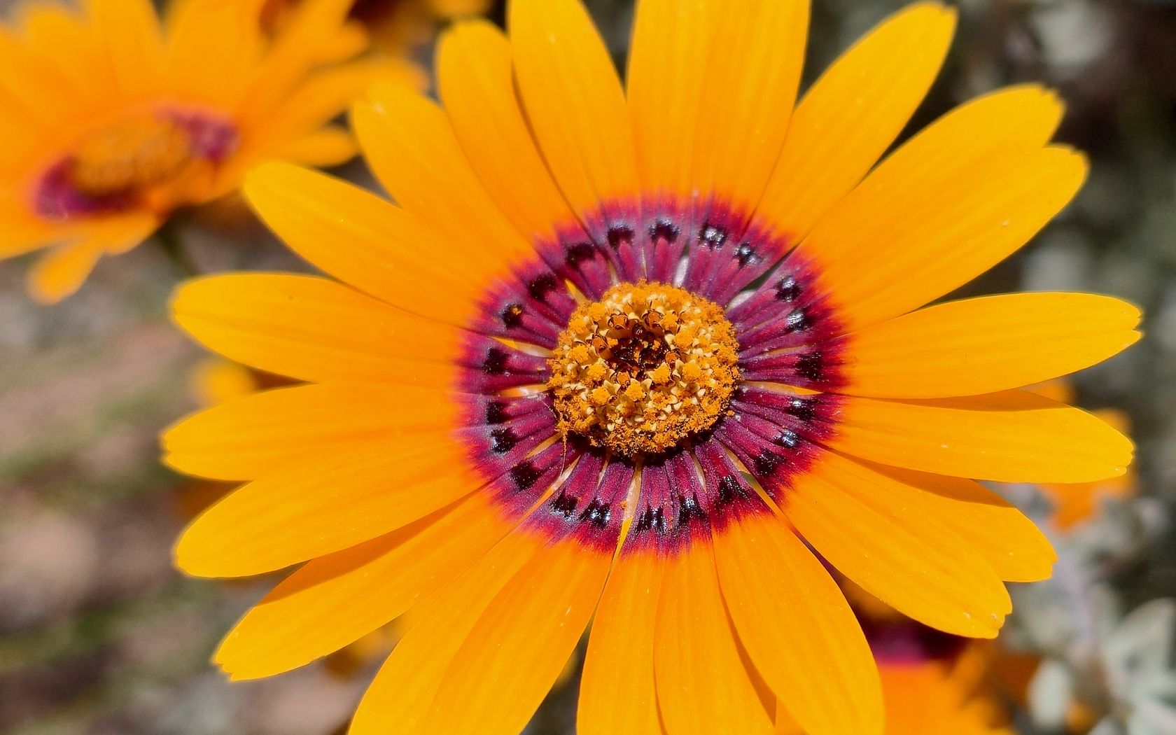 1680x1050 Wallpaper flower, petals, pollen, yellow, bright, blur