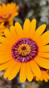 Preview wallpaper flower, petals, pollen, yellow, bright, blur