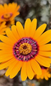 Preview wallpaper flower, petals, pollen, yellow, bright, blur