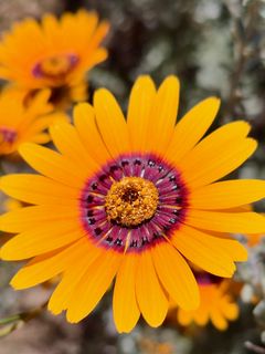240x320 Wallpaper flower, petals, pollen, yellow, bright, blur