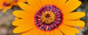 Preview wallpaper flower, petals, pollen, yellow, bright, blur