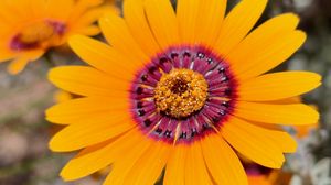 Preview wallpaper flower, petals, pollen, yellow, bright, blur