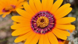 Preview wallpaper flower, petals, pollen, yellow, bright, blur