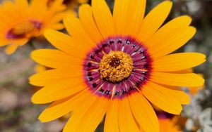 Preview wallpaper flower, petals, pollen, yellow, bright, blur