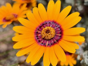 Preview wallpaper flower, petals, pollen, yellow, bright, blur