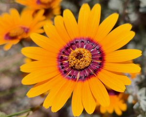 Preview wallpaper flower, petals, pollen, yellow, bright, blur