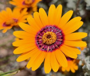 Preview wallpaper flower, petals, pollen, yellow, bright, blur