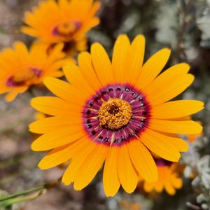 Preview wallpaper flower, petals, pollen, yellow, bright, blur