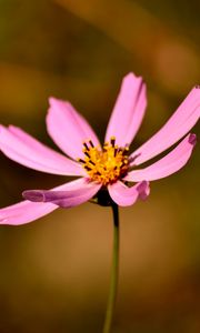 Preview wallpaper flower, petals, pollen, close-up