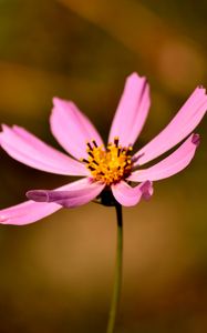 Preview wallpaper flower, petals, pollen, close-up