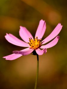 Preview wallpaper flower, petals, pollen, close-up