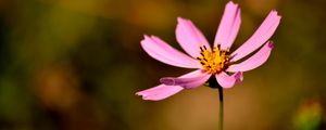 Preview wallpaper flower, petals, pollen, close-up