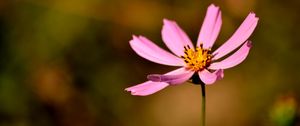 Preview wallpaper flower, petals, pollen, close-up