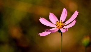 Preview wallpaper flower, petals, pollen, close-up