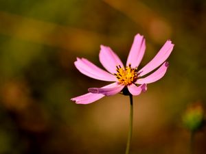 Preview wallpaper flower, petals, pollen, close-up