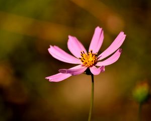 Preview wallpaper flower, petals, pollen, close-up