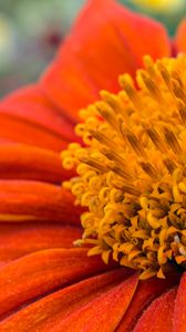 Preview wallpaper flower, petals, pollen, red, macro