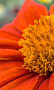 Preview wallpaper flower, petals, pollen, red, macro