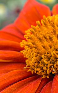 Preview wallpaper flower, petals, pollen, red, macro