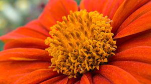 Preview wallpaper flower, petals, pollen, red, macro