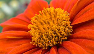Preview wallpaper flower, petals, pollen, red, macro