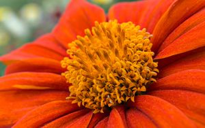 Preview wallpaper flower, petals, pollen, red, macro