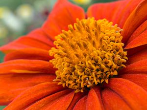 Preview wallpaper flower, petals, pollen, red, macro