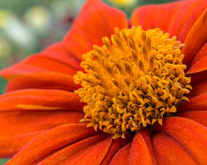 Preview wallpaper flower, petals, pollen, red, macro