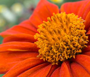 Preview wallpaper flower, petals, pollen, red, macro