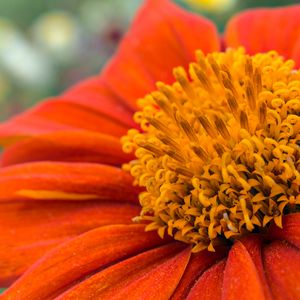 Preview wallpaper flower, petals, pollen, red, macro