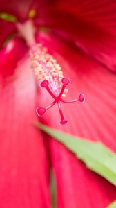 Preview wallpaper flower, petals, pollen, macro, pink