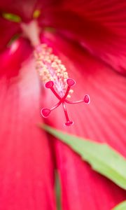 Preview wallpaper flower, petals, pollen, macro, pink