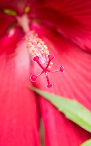 Preview wallpaper flower, petals, pollen, macro, pink