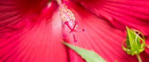 Preview wallpaper flower, petals, pollen, macro, pink